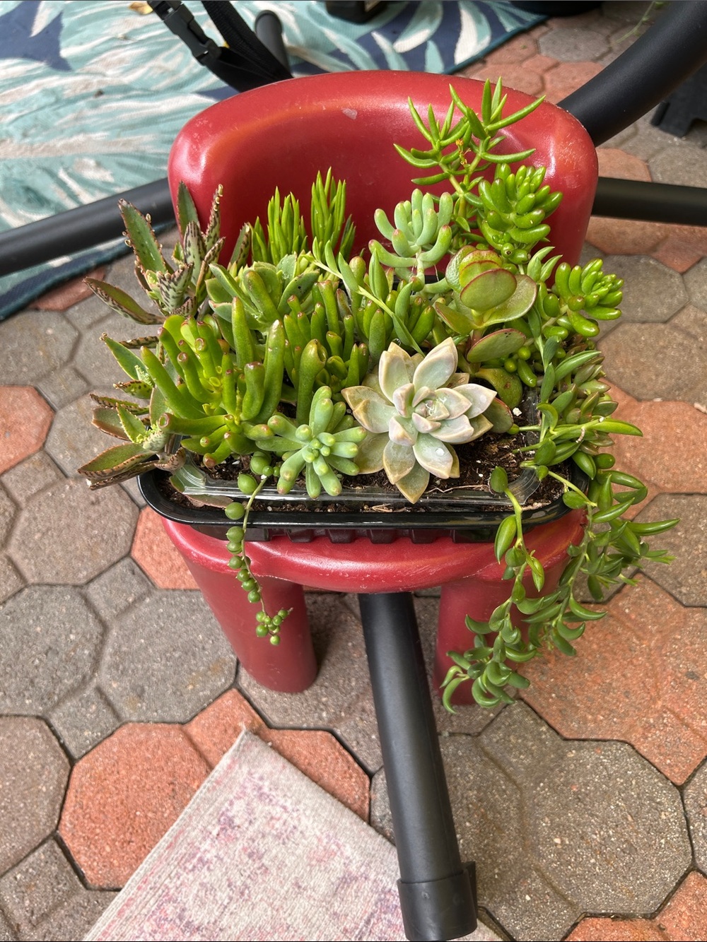 Assorted Succulent Planter Collection in Green will ship quickly well